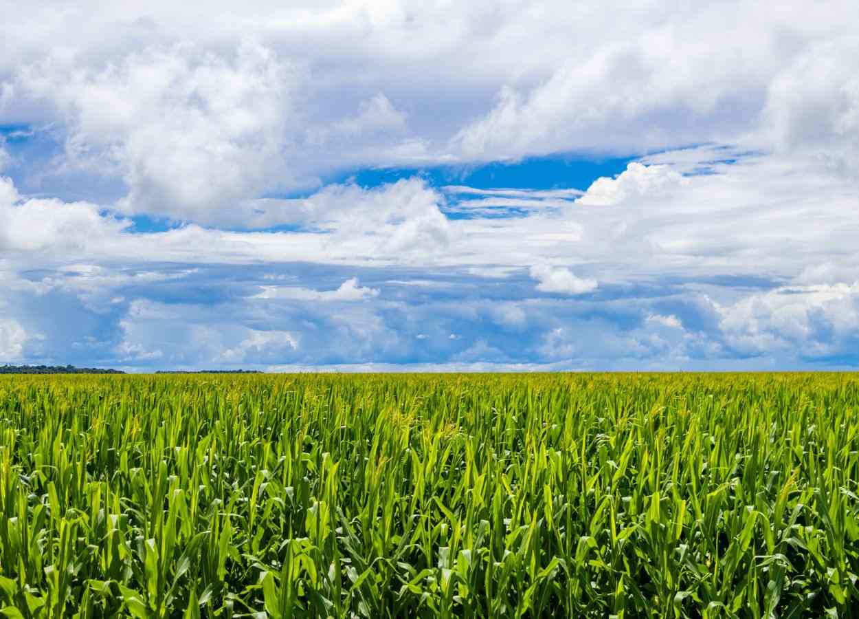 Crisis financiera y deuda en zonas rurales genera alarma en MT