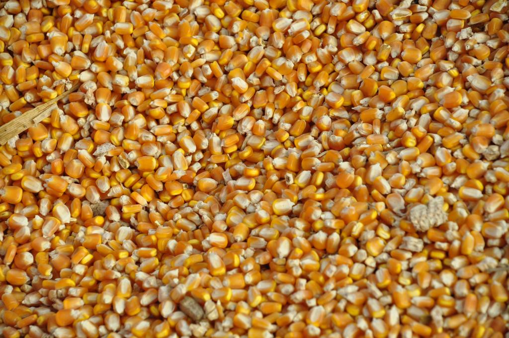 Publicação atualiza cultivares de milho disponíveis no mercado