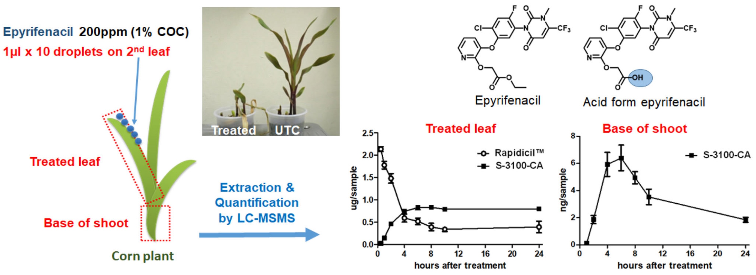 Biocinética de epirifenacil em plantas de milho