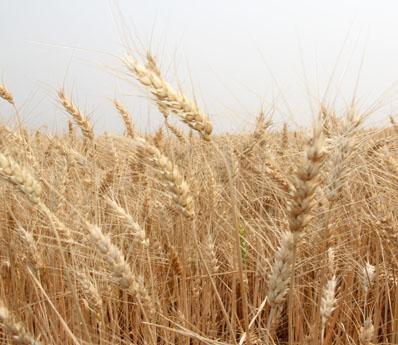 ​Produtores baianos apostam no trigo para a agroindustrialização