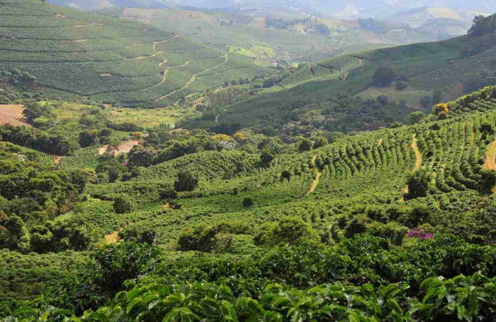 Fórum da Cooxupé debate impactos do El Niño na cafeicultura