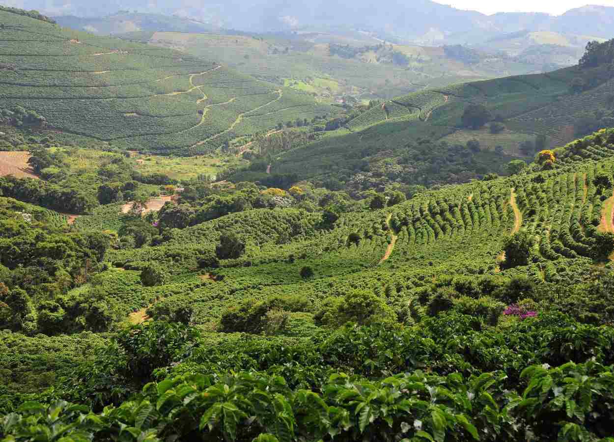 Fórum da Cooxupé debate impactos do El Niño na cafeicultura