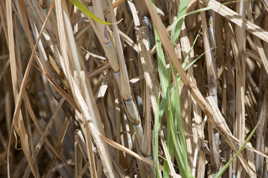 Irrigação localizada eleva produtividade média do canavial