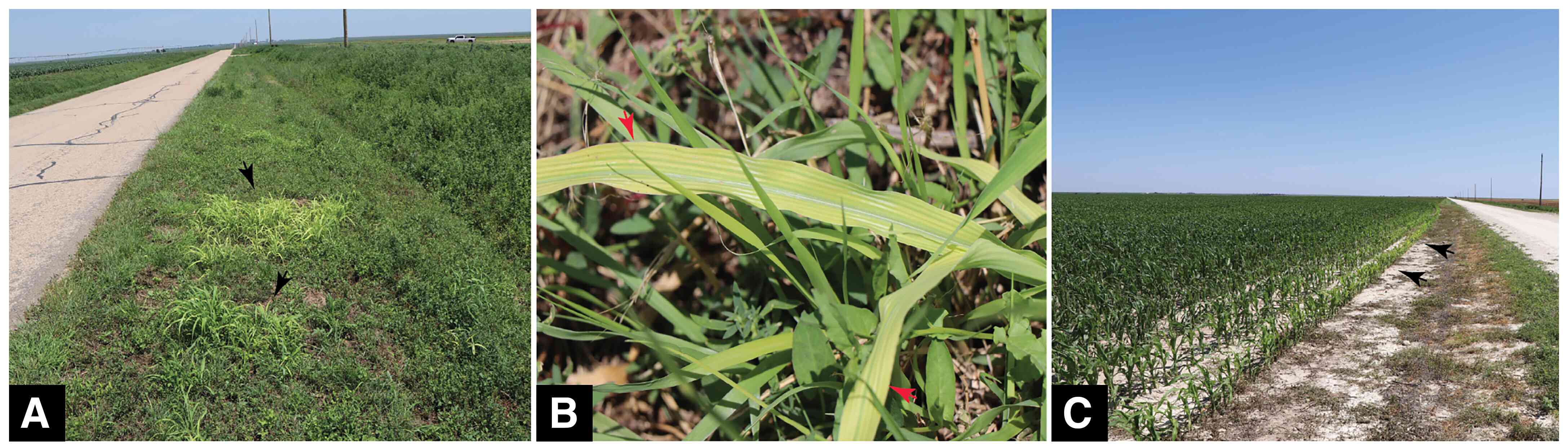 <b>(A)</b> sintomas foliares verde-limão brilhantes em capim-de-johnson (pontas de seta pretas) na beira de uma estrada no Condado de Moore, TX; <b>(B)</b> clorose intervenal associada (pontas de seta vermelhas) em capim-de-johnson; <b>(C)</b> em plantas jovens de milho (pontas de seta pretas) na borda de um milharal