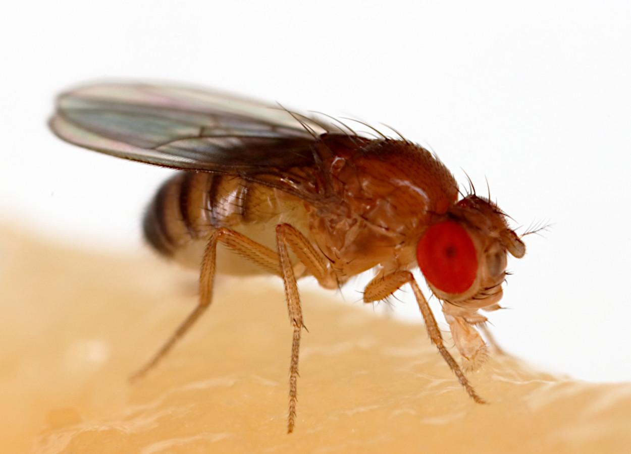 <i>Drosophila melanogaster</i> - Foto: Sanjay Acharya