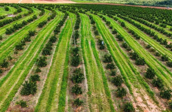 Entrega do relatório Cancro/Greening vai até dia 15 em SP