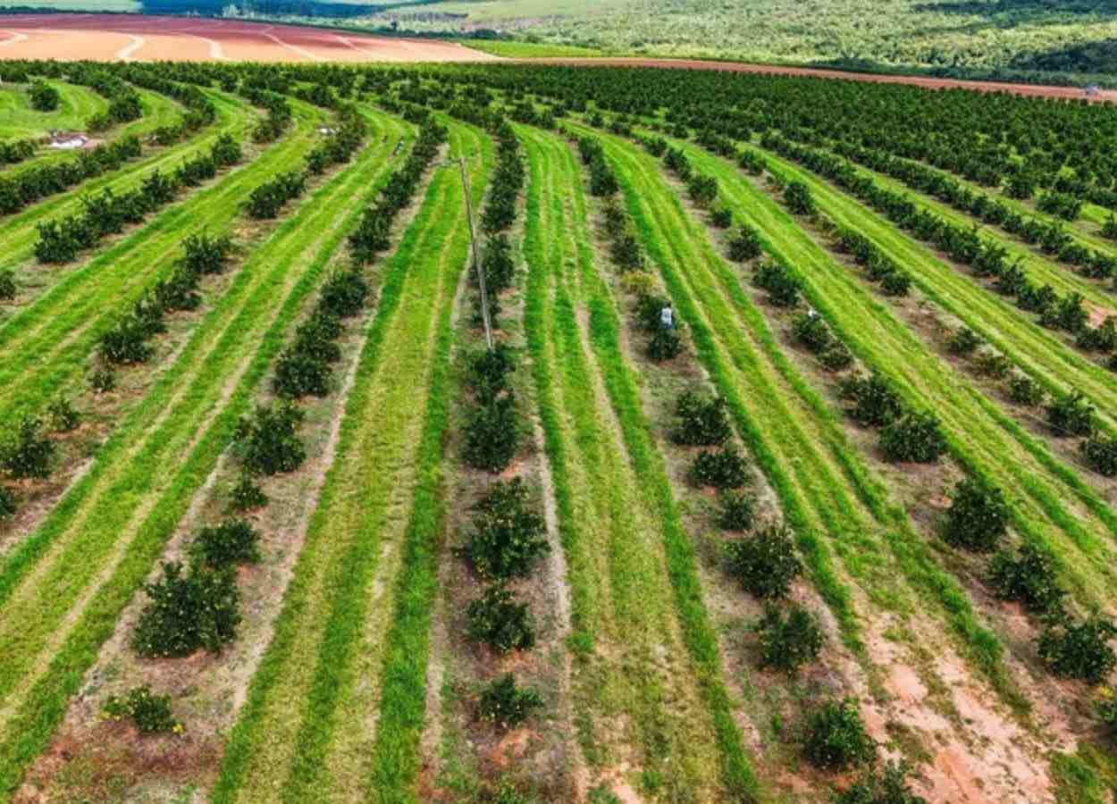Entrega do relatório Cancro/Greening vai até dia 15 em SP