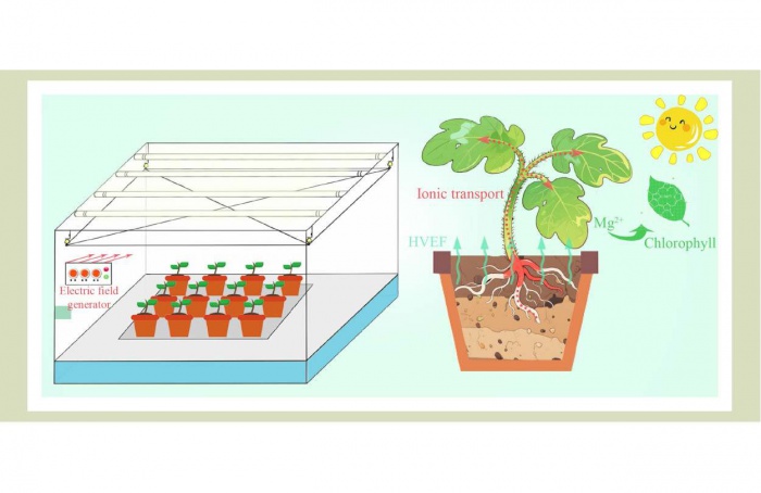 Campo eletrostático positivo favorece mudas de tomate
