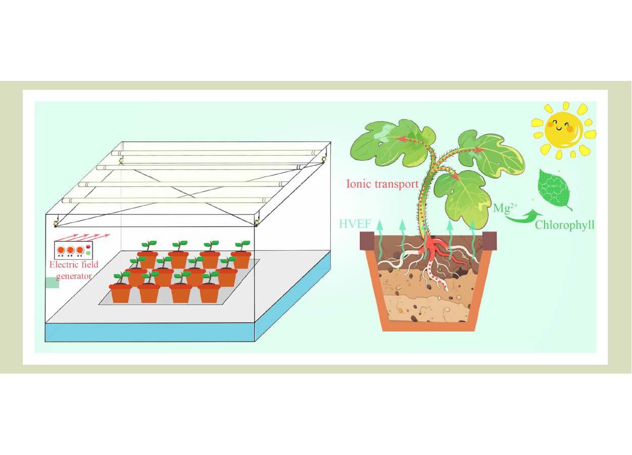 Campo eletrostático positivo favorece mudas de tomate