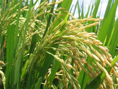 BASF reforça portfólio para arroz na safra 2019/20