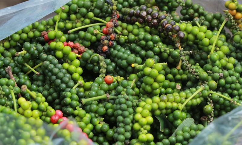 Boas práticas reduzem os riscos de contaminação da pimenta-do-reino