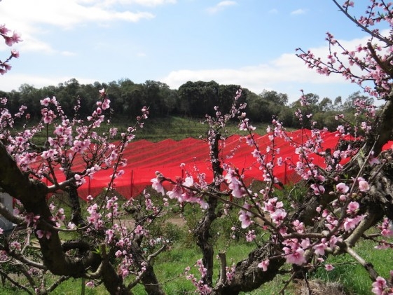 Altas temperaturas preocupam fruticultores do RS