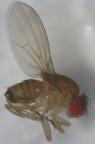 Como combater a praga do morango Drosophila suzukii