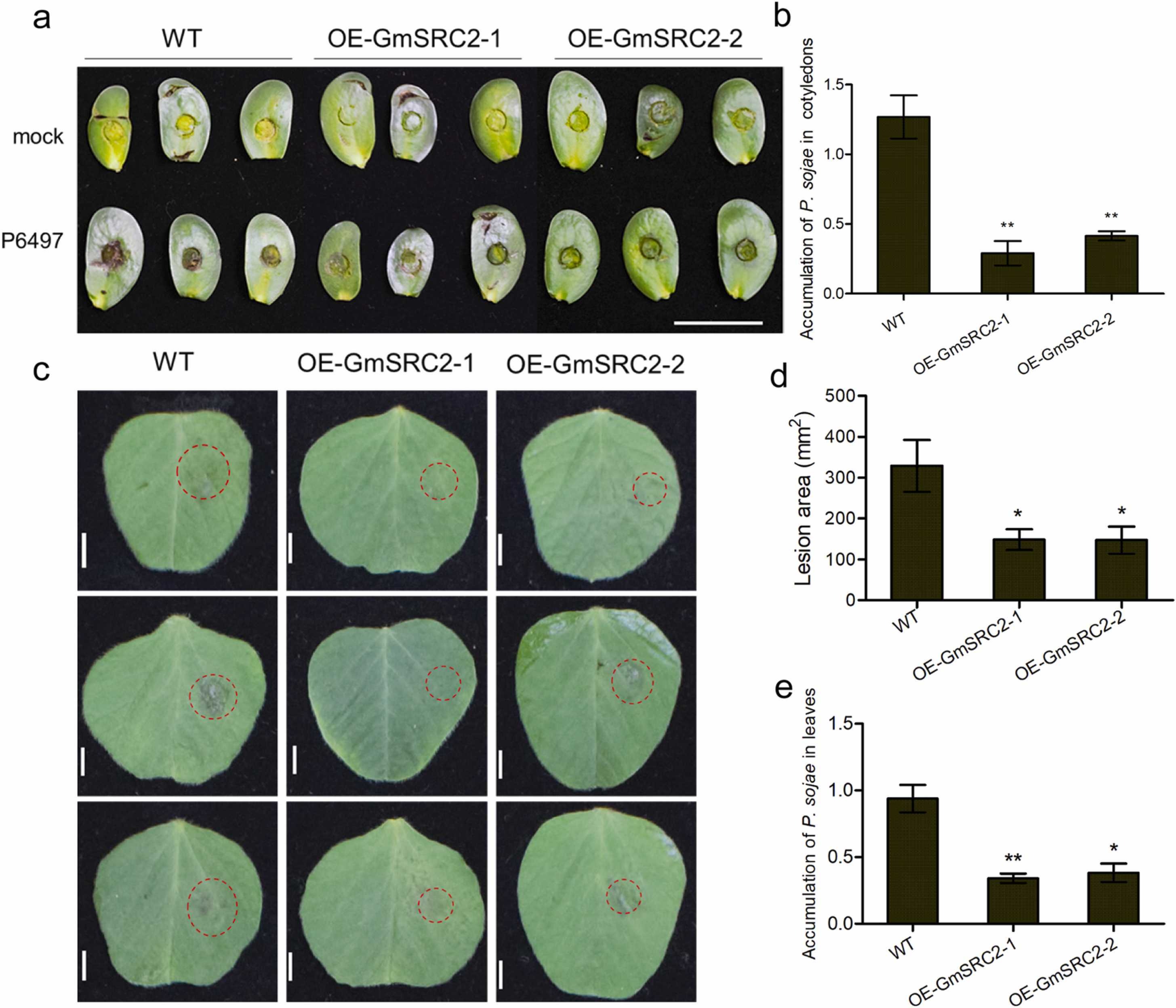 A superexpressão de <i>GmSRC2</i> aumenta a resistência da soja a <i>P. sojae</i>: <b>(a)</b> Fenótipos representativos de cotilédones de linhas de superexpressão de GmSRC2 e WT com infecção por P6497 a 24 hpi. Cotilédones de soja de quatro dias de idade foram inoculados com zoósporo P6497 (1 × 104 mL-1). Barra de escala, 20 mm. <b>(b)</b> O acúmulo de <i>P. sojae</i> em cotilédones inoculados de OE-GmSRC2-1, 2 e WT a 24 hpi foi detectado por RT-qPCR. PsTEF e GmCons 4 foram usados ​​como controle interno de <i>P. sojae</i> e interno de soja, receptivamente. <b>(c)</b> Fenótipos representativos de linhas de superexpressão de GmSRC2 e folhas WT após infecção por P6497 a 24 hpi. O círculo vermelho indica a área da lesão. Folhas de soja de oito dias foram inoculadas com zoósporo P6497 (1 × 104 mL-1). Barra de escala, 5 mm. <b>(d)</b> Áreas de lesão. As áreas de lesão foram medidas pela descoloração das folhas usando o software ImageJ a 24 hpi. <b>(e) </b>O acúmulo de <i>P. sojae</i> em linhas OE-GmSRC2 e folhas WT após infecção por P6497 a 24 hpi foi determinado por RT-qPCR. Os experimentos foram repetidos três vezes. (Média ± SEM, n ≥ 8, n representa o número de amostras, teste t de Student. Os asteriscos representam diferenças estatisticamente significativas, *P &lt; 0,05, **P &lt; 0,01). WT: cultivar de soja selvagem Jack