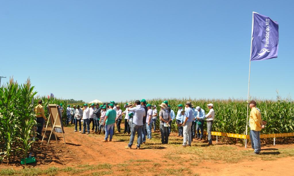 Cultura do milho atrai participantes ao Fundação MT em Campo 2016 – 2ª Safra