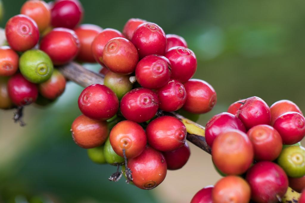 Chuvas de dezembro beneficiam lavouras de café