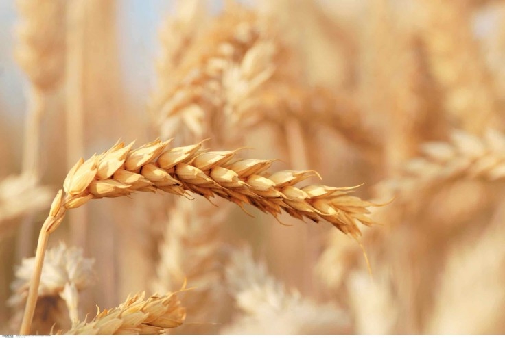 Bayer CropScience discute a cadeia do trigo e triticale em Passo Fundo (RS)