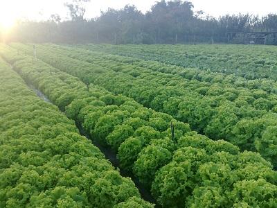 Summer lettuce sowing approaches and challenges for producers increase
