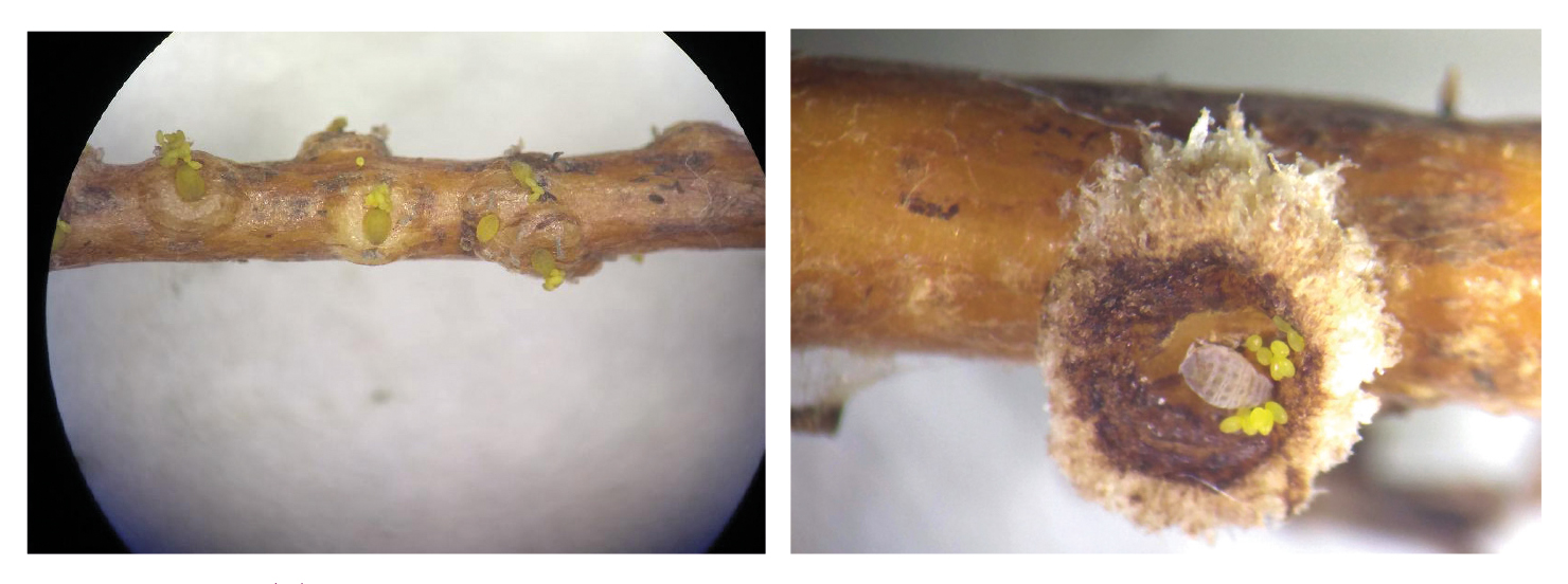 Figura 2 - Tuberosidades causadas pela filoxera em raízes de Vitis vinifera. (A) tuberosidade proveniente da sucção do inseto (ampliação 20x); (B) fêmea; (C) ovos (ampliação da imagem 32x)