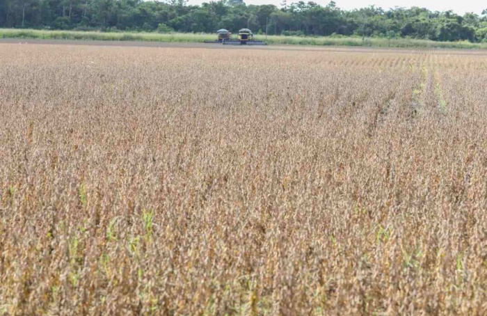 Excesso de chuvas impacta lavouras no Pará, aponta Inmet