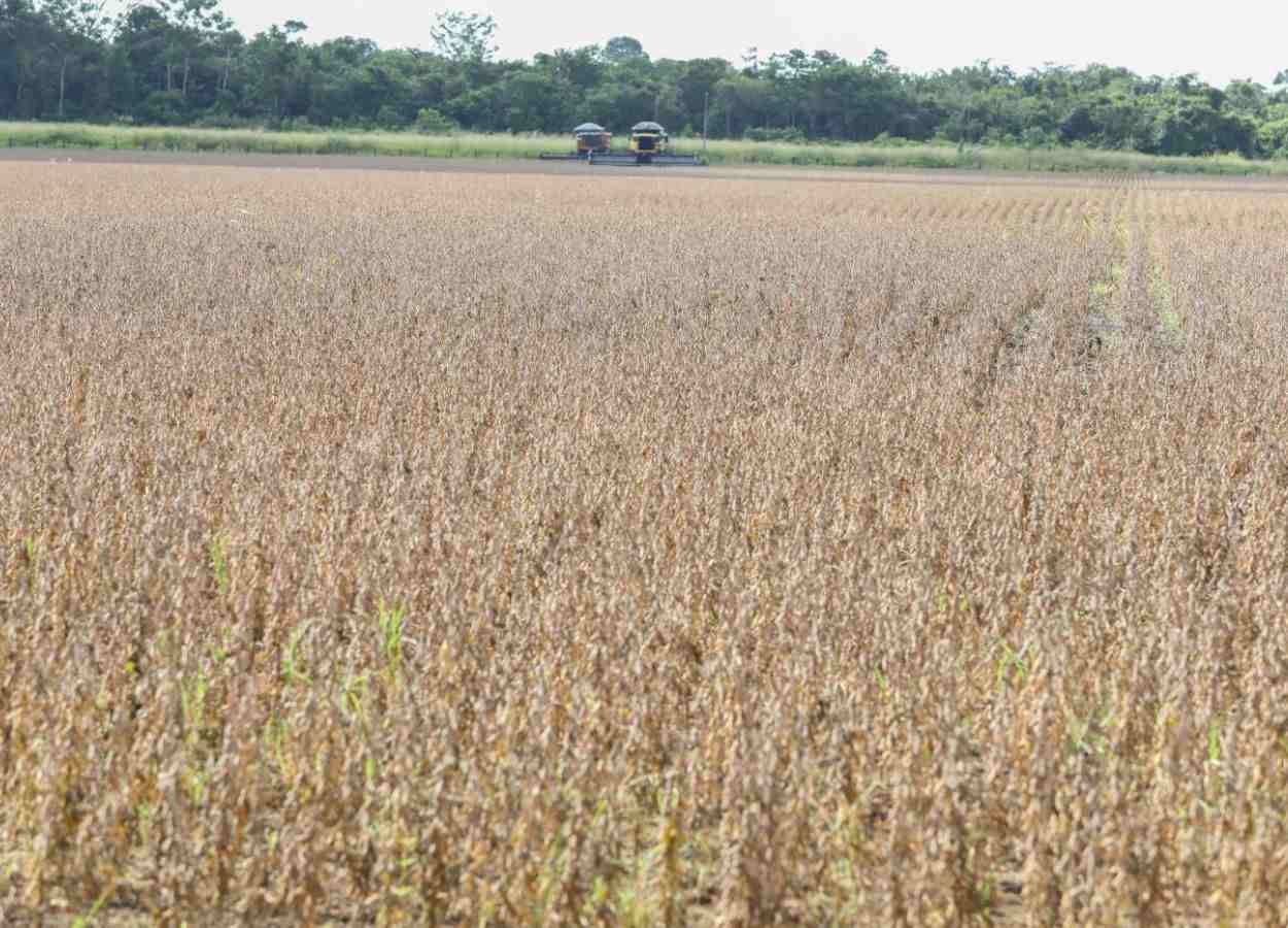 Excesso de chuvas impacta lavouras no Pará, aponta Inmet