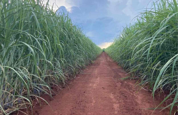 IAC apresenta duas novas variedades de cana para o Centro-Sul