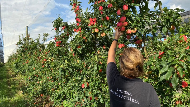 Secretaria da Agricultura do RS faz auditoria em pomares de maçã para exportação à Colômbia