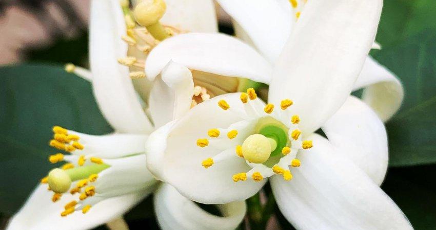 Fundecitrus inicia envio de alertas diários de risco de podridão floral