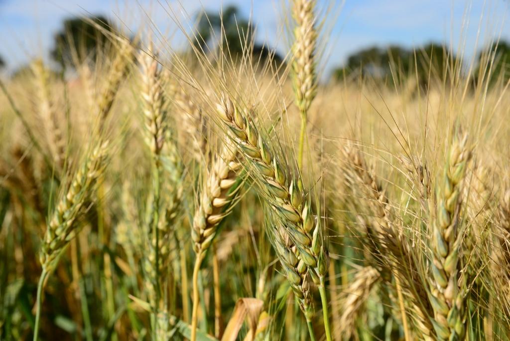 Precocidade é o foco de dia de campo de trigo em Ijuí, RS