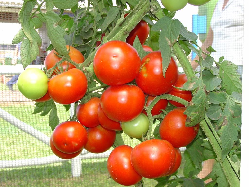 Pesquisas atualizam dados da cana e custo produtivo do tomate no RJ