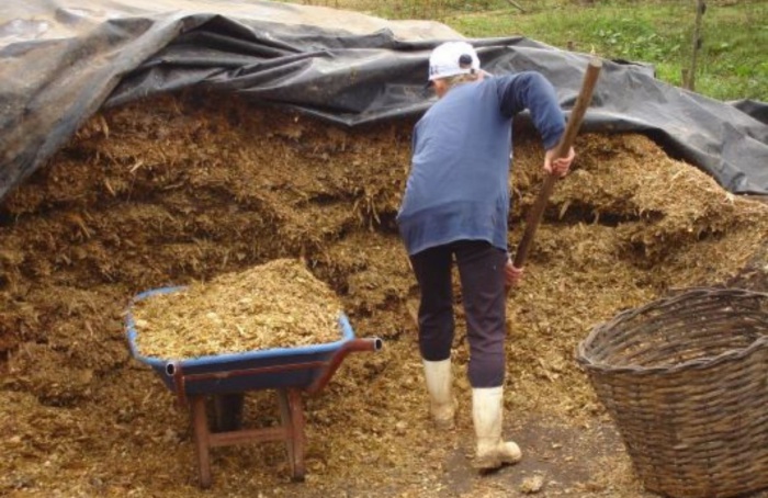 RS Safra 2025/26: milho silagem registra bom desempenho