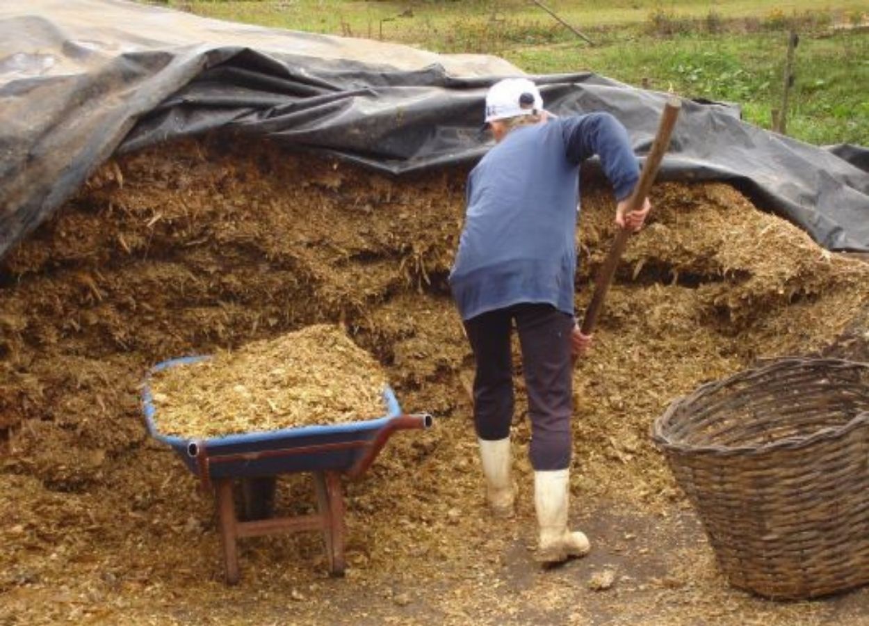 RS Safra 2025/26: milho silagem registra bom desempenho