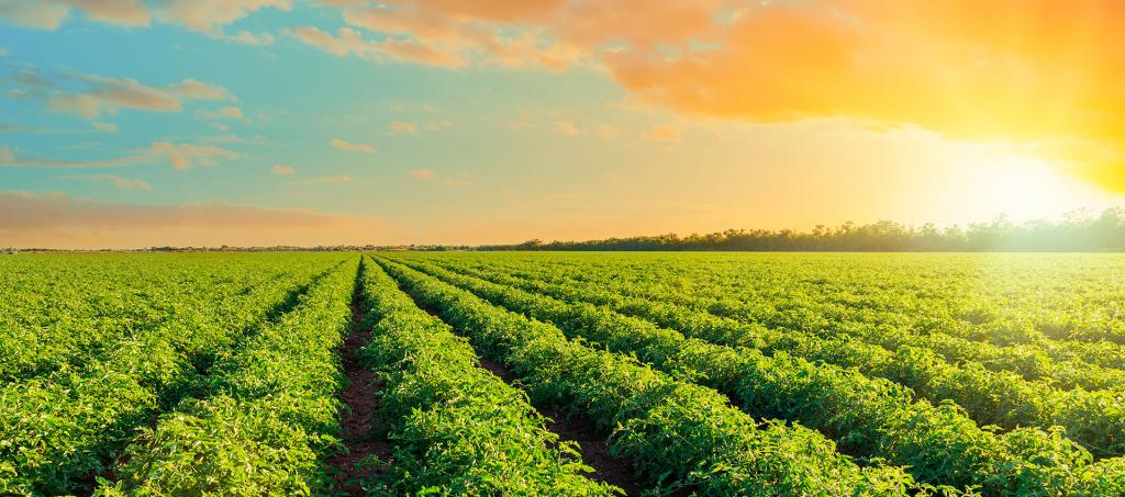 GAtec e ALFA lançam ferramenta de gestão agroindustrial