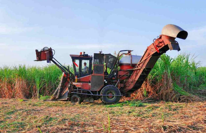 Sugarcane production reaches 713,2 million tons in the 2023-24 harvest