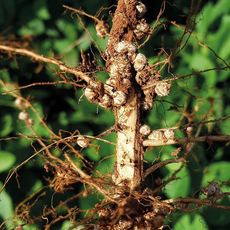Rizóbios da Fixação Biológica de Nitrogênio  presentes na raiz das plantas