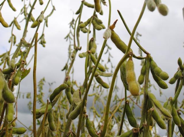 Com preços elevados, produtor de soja retoma negociação