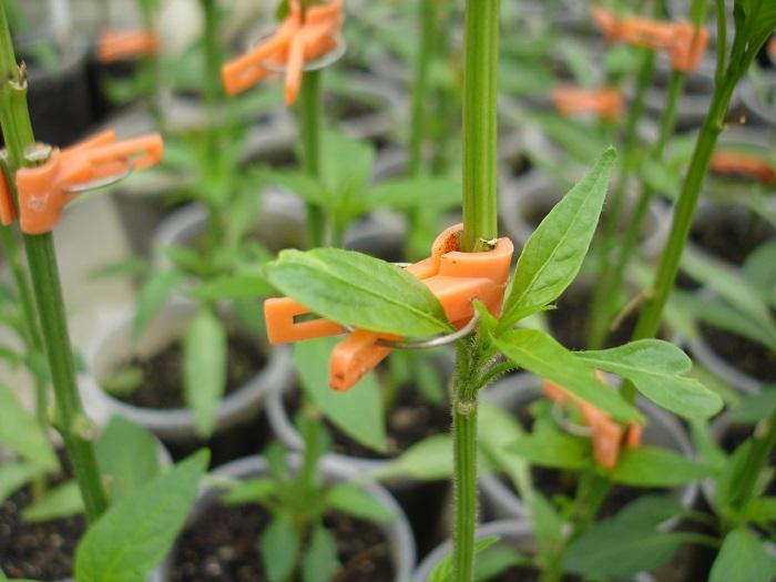 Pesquisas desenvolvem porta-enxerto híbrido para cultivo protegido de pimentão