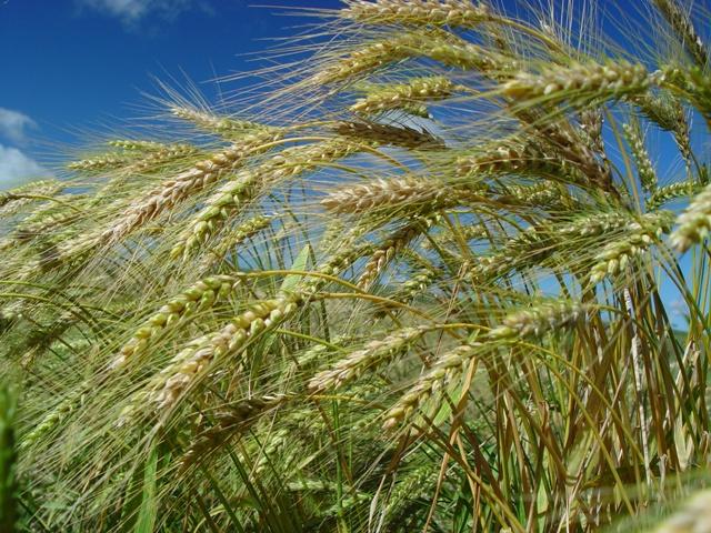 Campo de Treinamento da Adama apresenta soluções para a cultura do trigo em Ponta Grossa (PR)