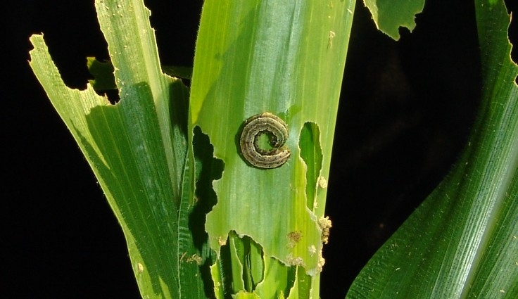 Manejo da Lagarta do Cartucho no Milho - Como superar este desafio?
