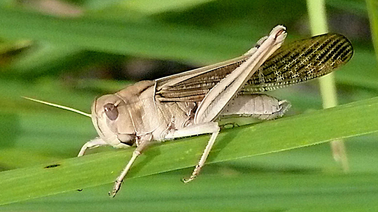 <i>Locusta migratoria</i> foi um dos insetos avaliados - Foto: ChriKo