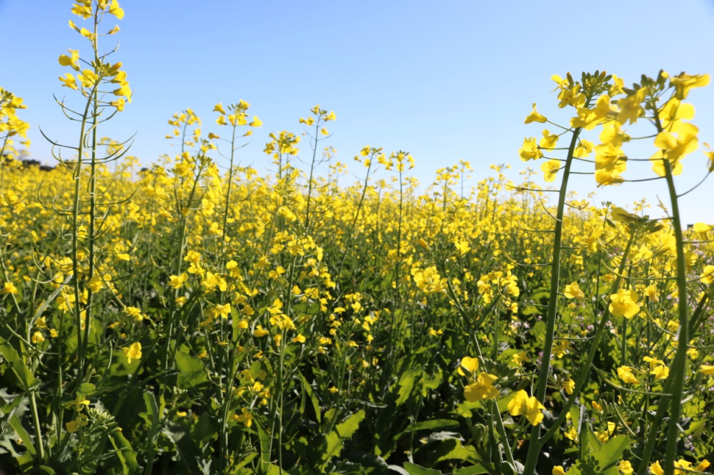 Em implantação, canola apresenta bom desenvolvimento no RS