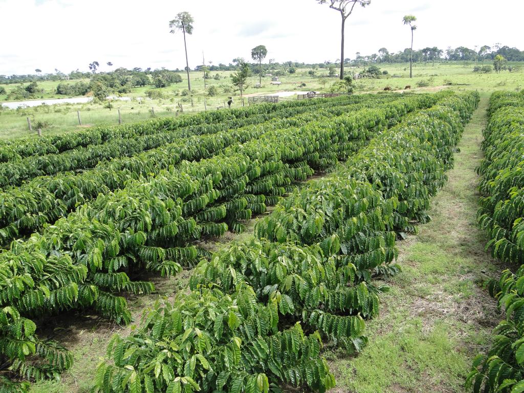 Projeto estuda irrigação de café clonal no Acre e Rondônia