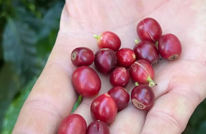 China habilita 183 empresas do Brasil a exportar café