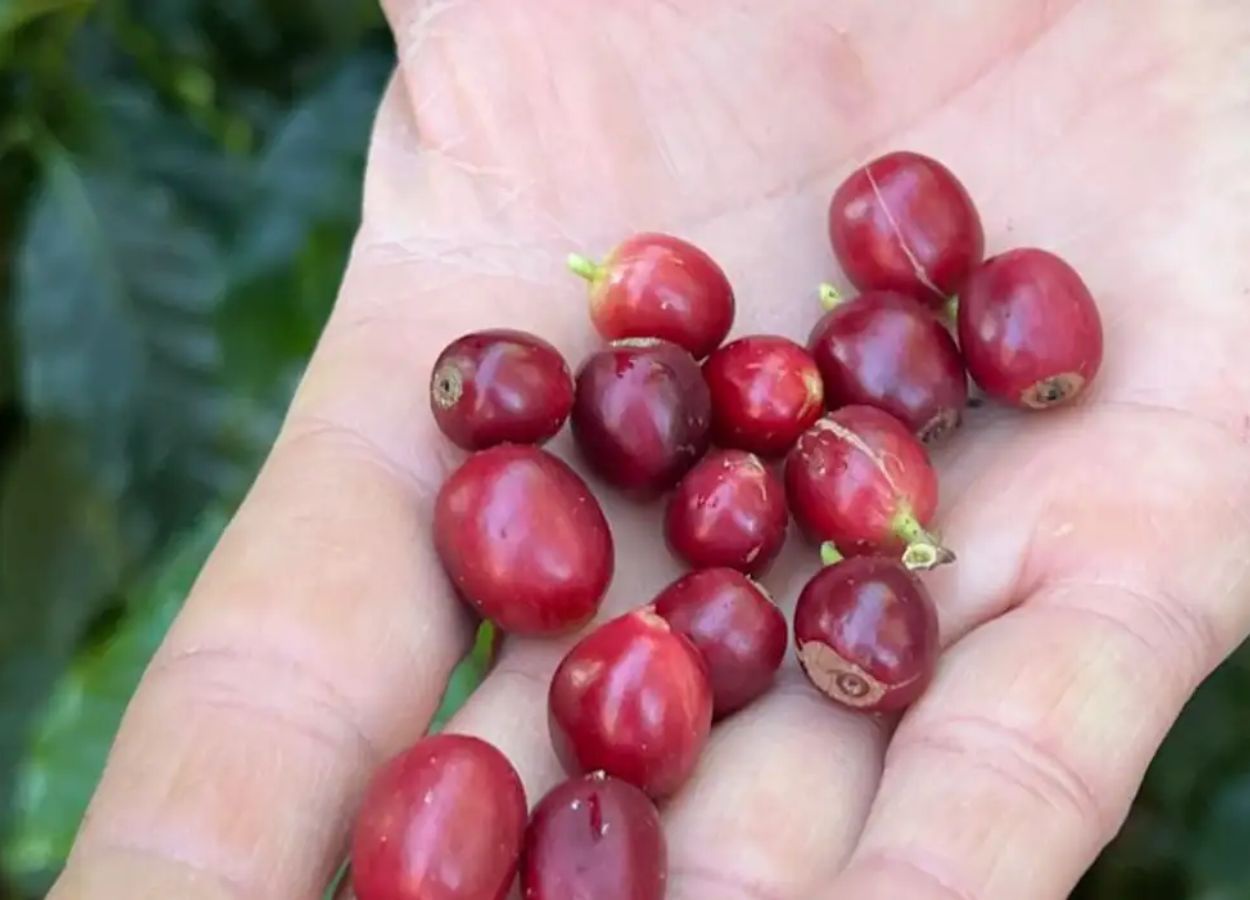 China habilita 183 empresas do Brasil a exportar café