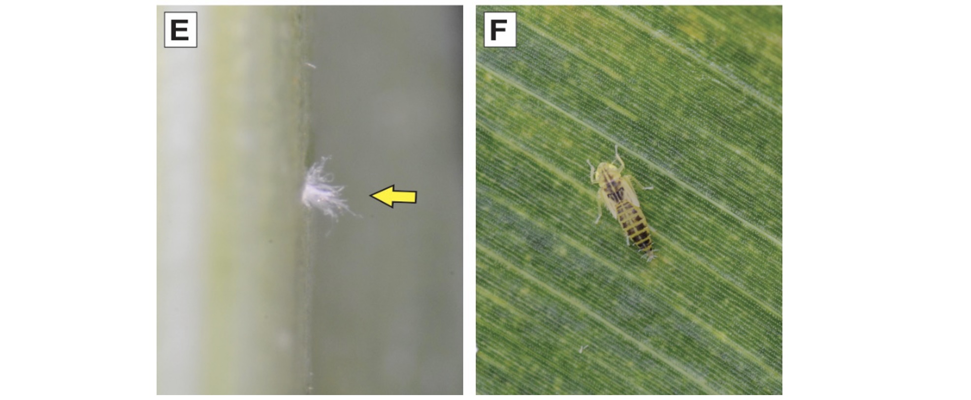 (E) Microfilamentos que se formam 48 a 72h após a postura de <i>D. maidis</i>; F) ninfa de <i>D. maidis</i>