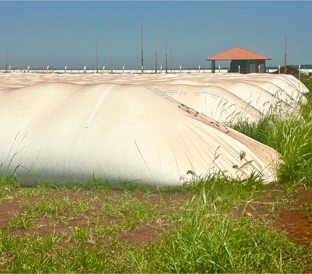 Estudo compara grãos armazenados em silos bolsas e metálicas