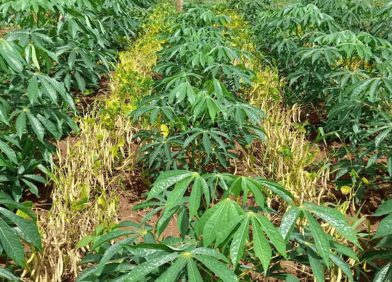 Estudo indica potencialidades do cultivo consorciado de feijão com mandioca