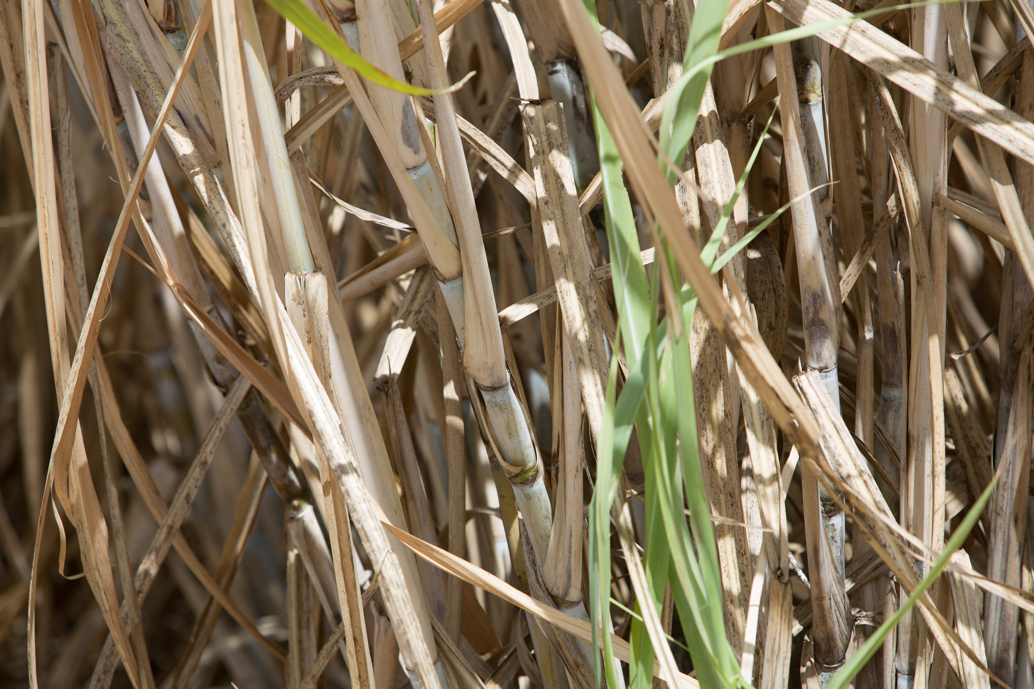 Drip irrigation makes it possible to standardize the availability of sugarcane in the industry throughout the harvest