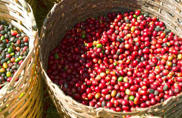 Exportação de café brasileiro sobe 15,4% ante novembro de 2022