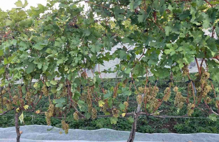 Epamig avalia potencial de uvas resistentes a doenças